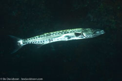 BD-130407-Tulamben-1006-Sphyraena-barracuda-(Edwards.-1771)-[Great-barracuda].jpg